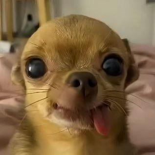 喜欢丑的