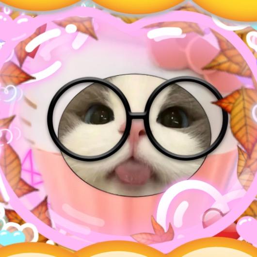 小猫💤（杂交视频）