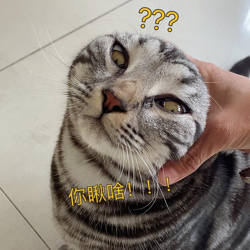 小彩是只喵
