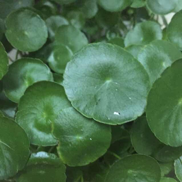 铜钱草
