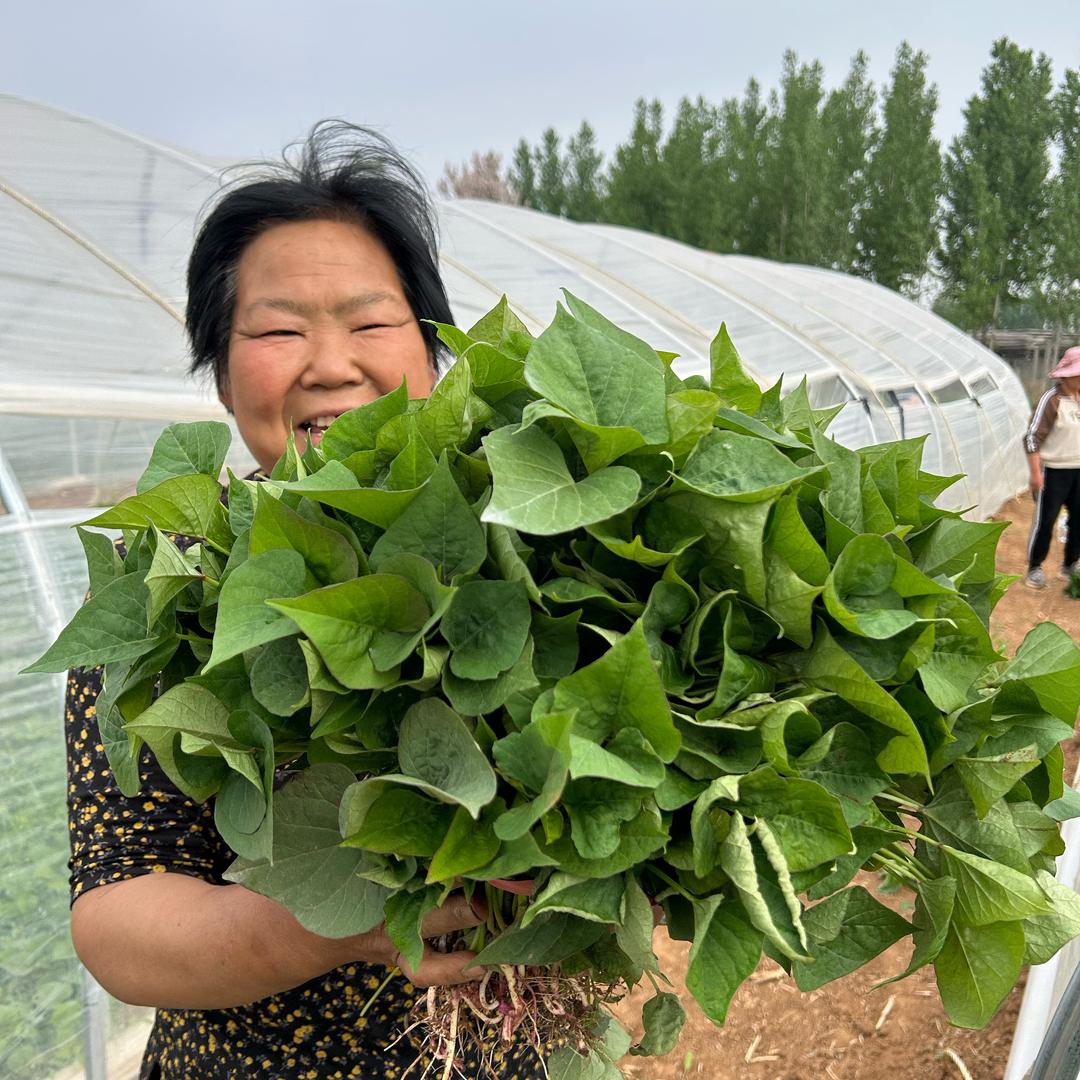 薯之乡秧苗果蔬精选