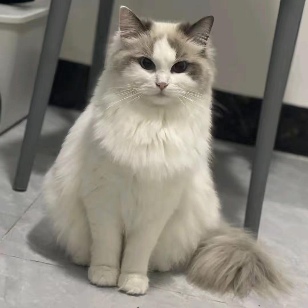 @🐱