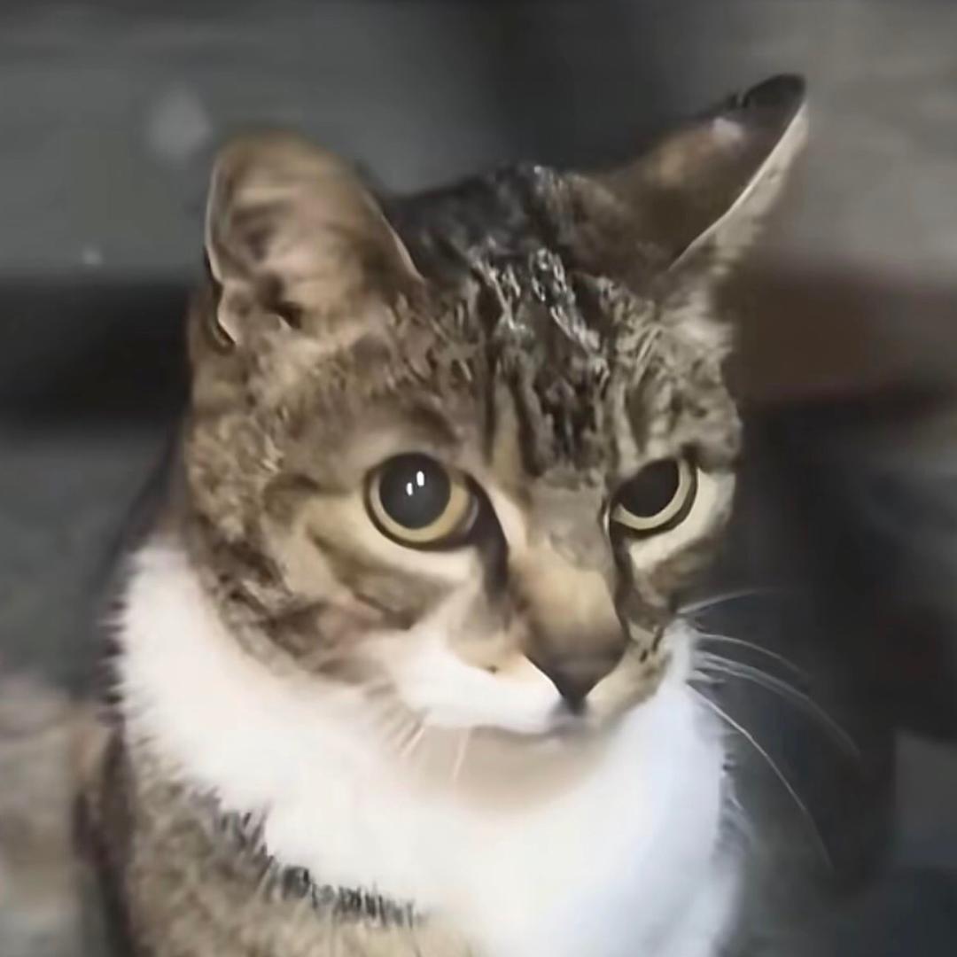 莎不霆（终极角逐）