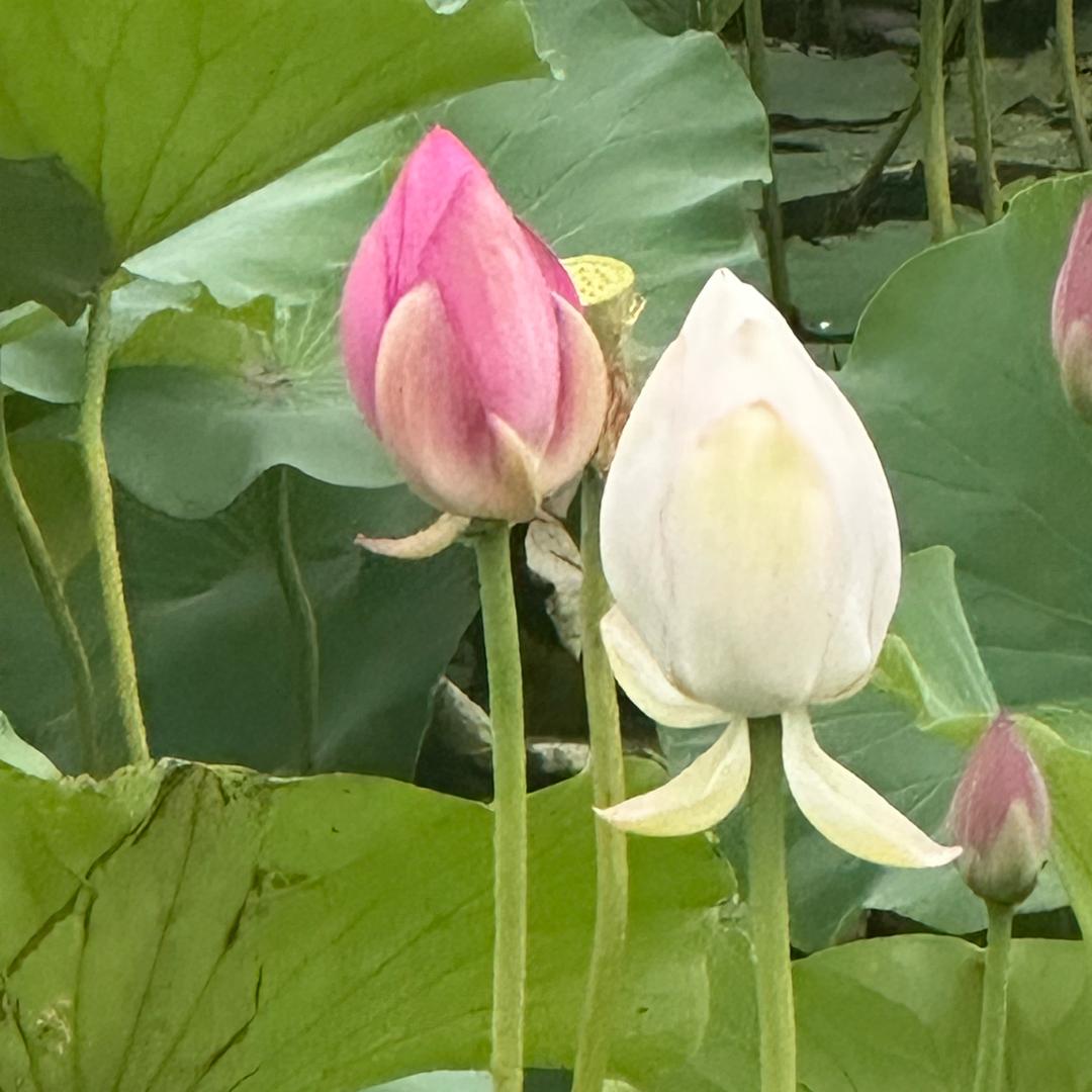 栀子花开