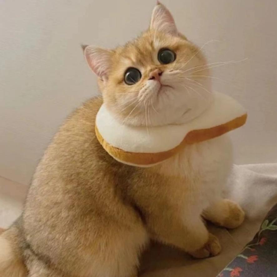 小作宝