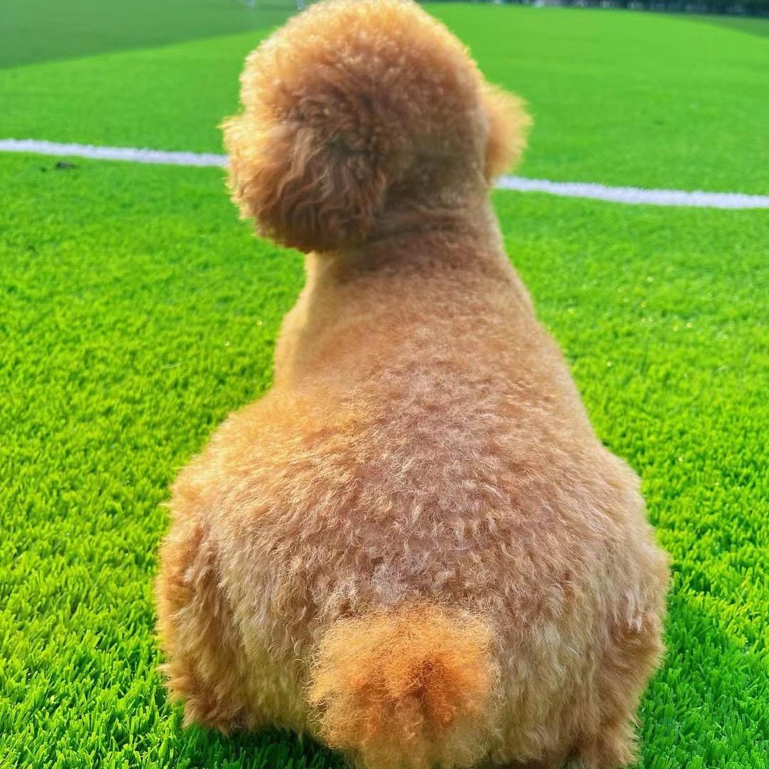 小糖包～