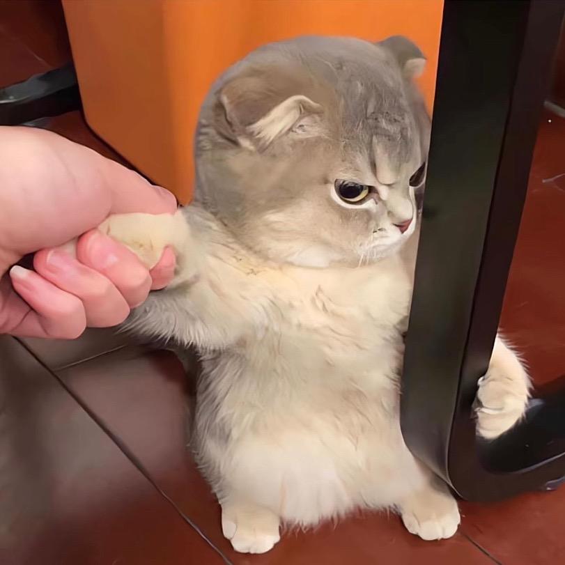 zz