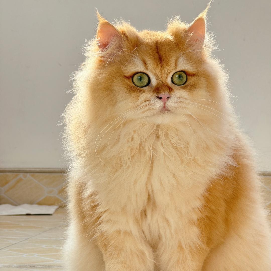 程富贵养猫记🚜