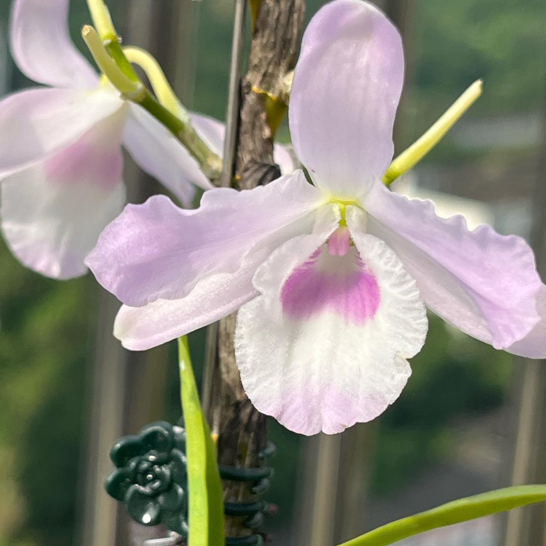 橙子🚴🏿‍♀️