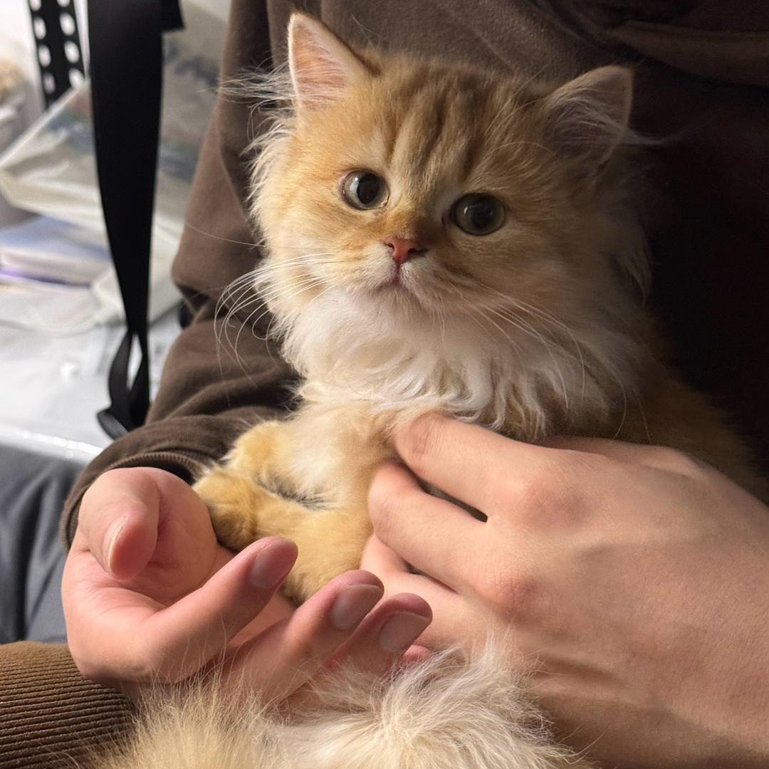 Yummy（三角洲行动）