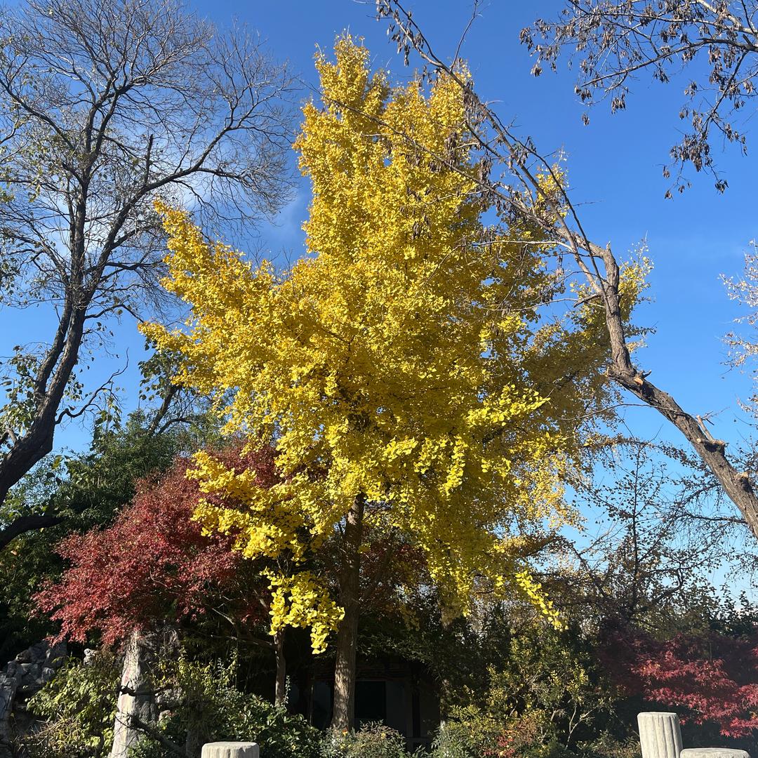 明天会更好