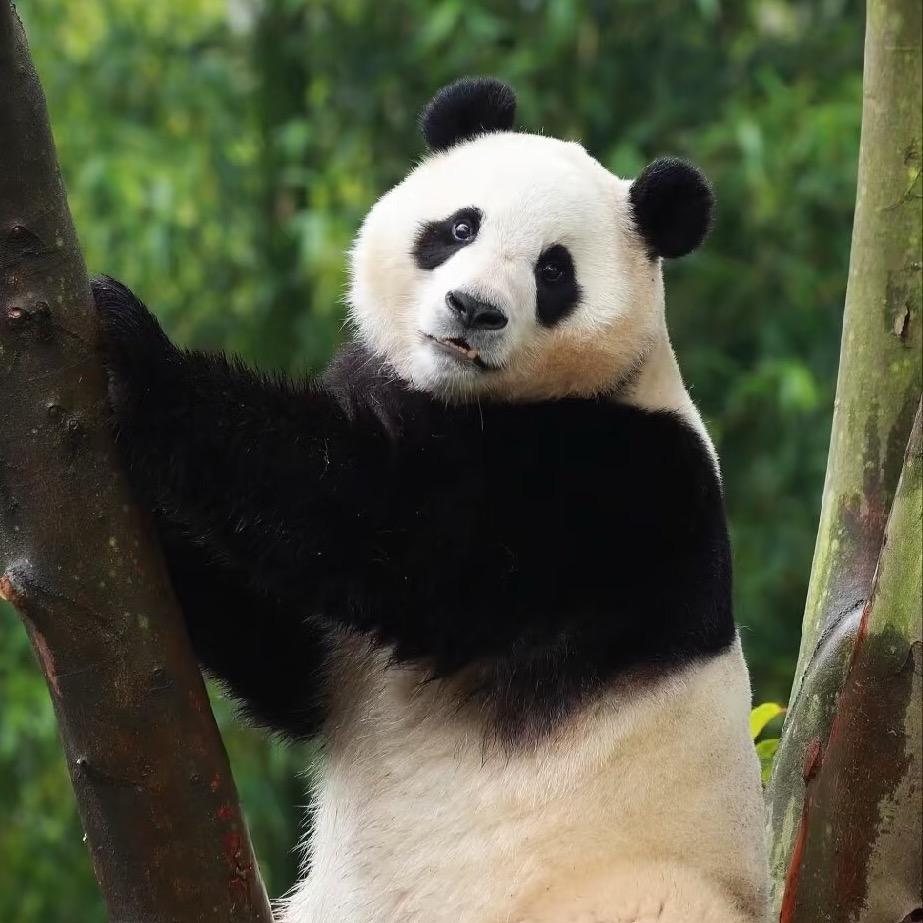 阿福
