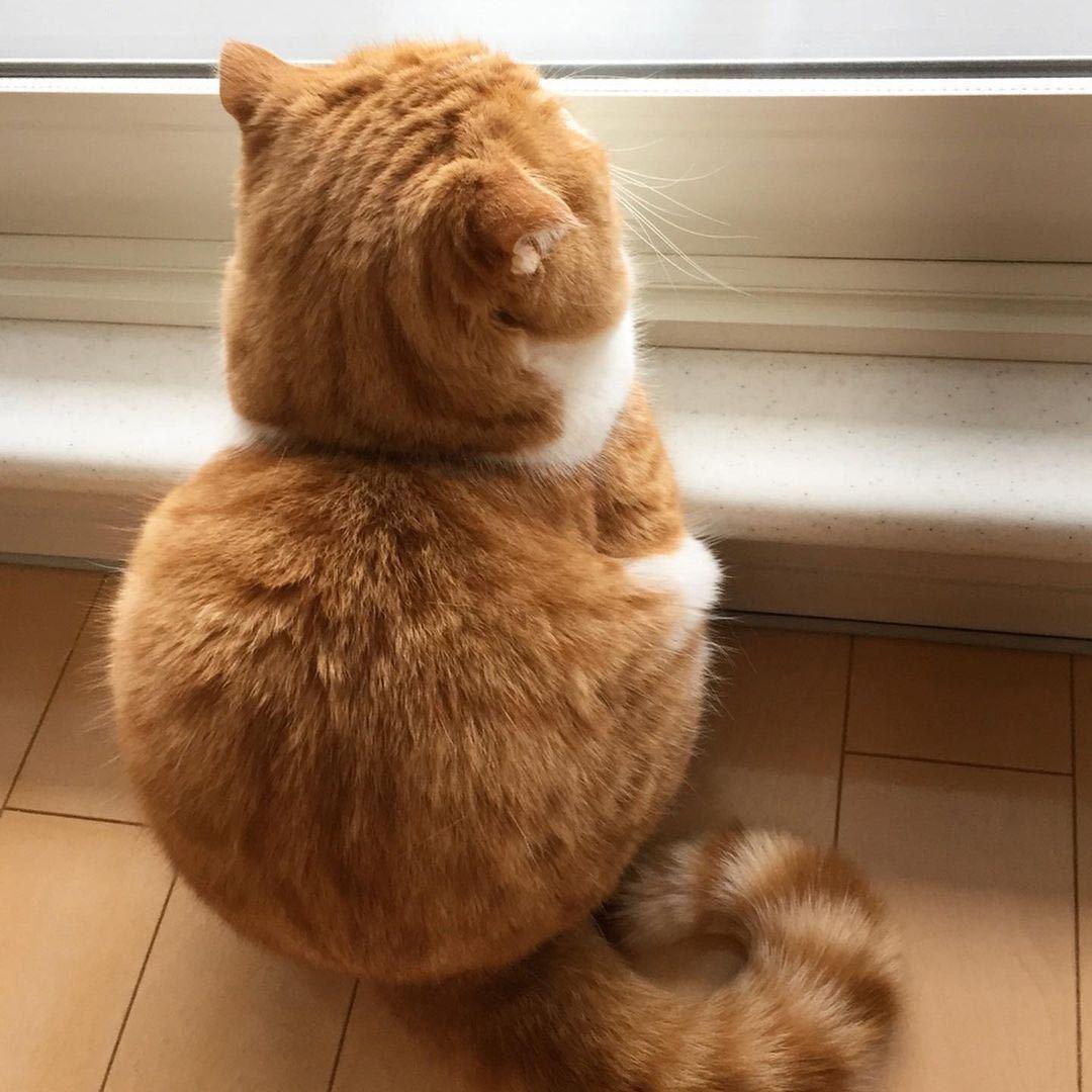那么萌