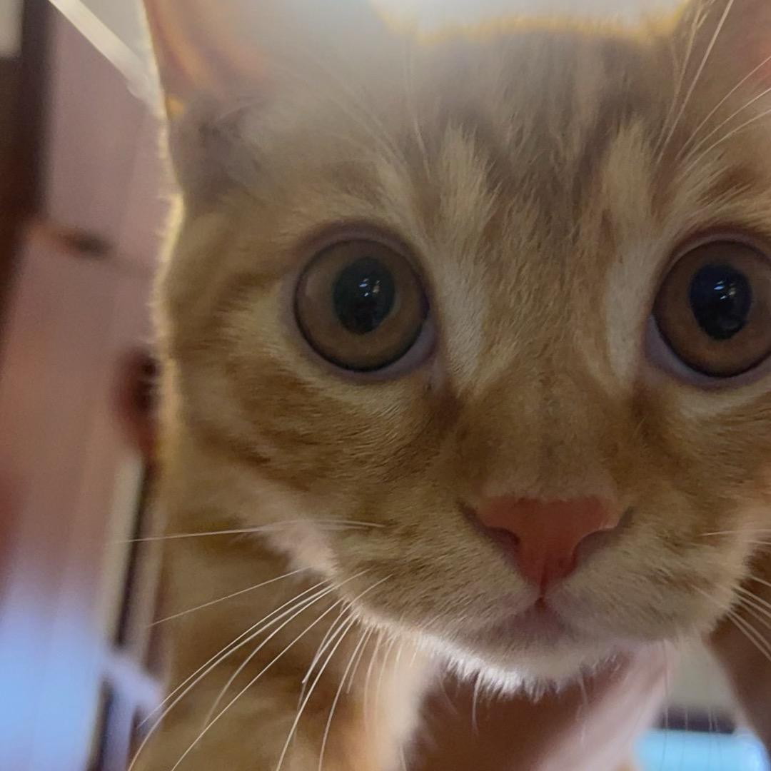 足银手镯（你负责搞店我负责跑量）