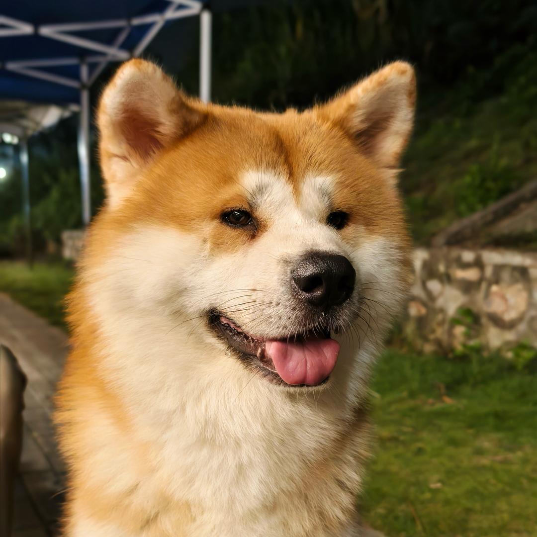 恩佐和雪莉不爱闯祸