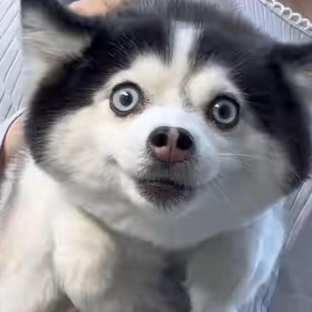 渣渣灰666