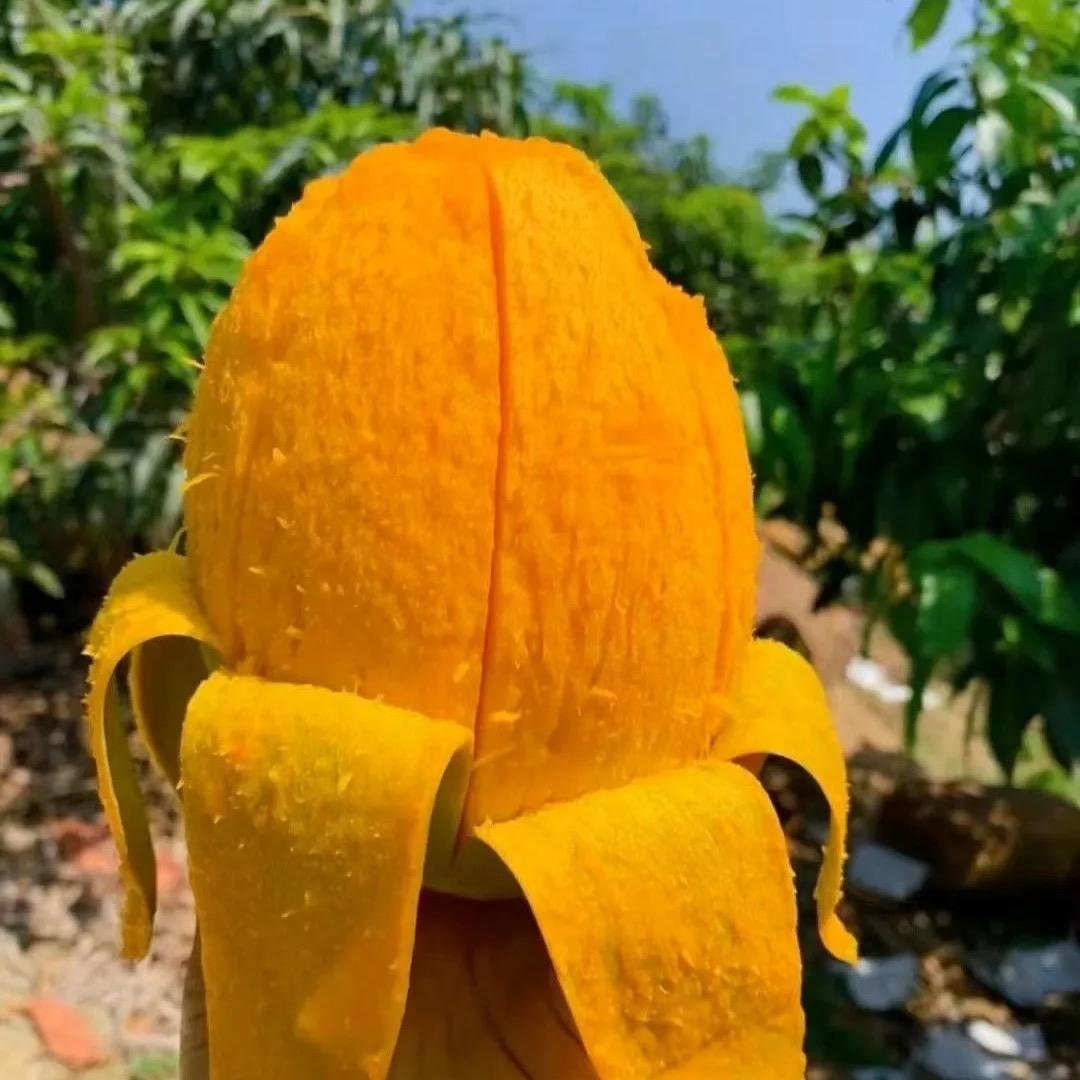 攀枝花凯特芒万亩基地