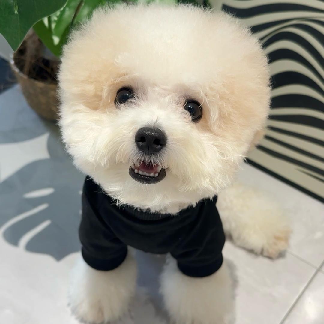 旺仔是修狗