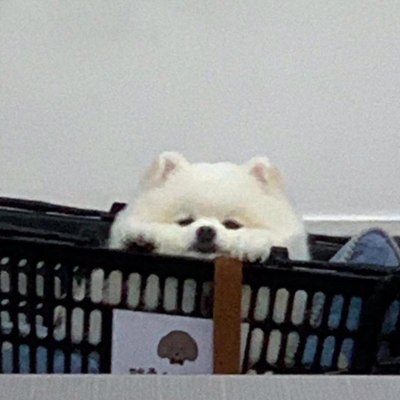 脆脆鲨