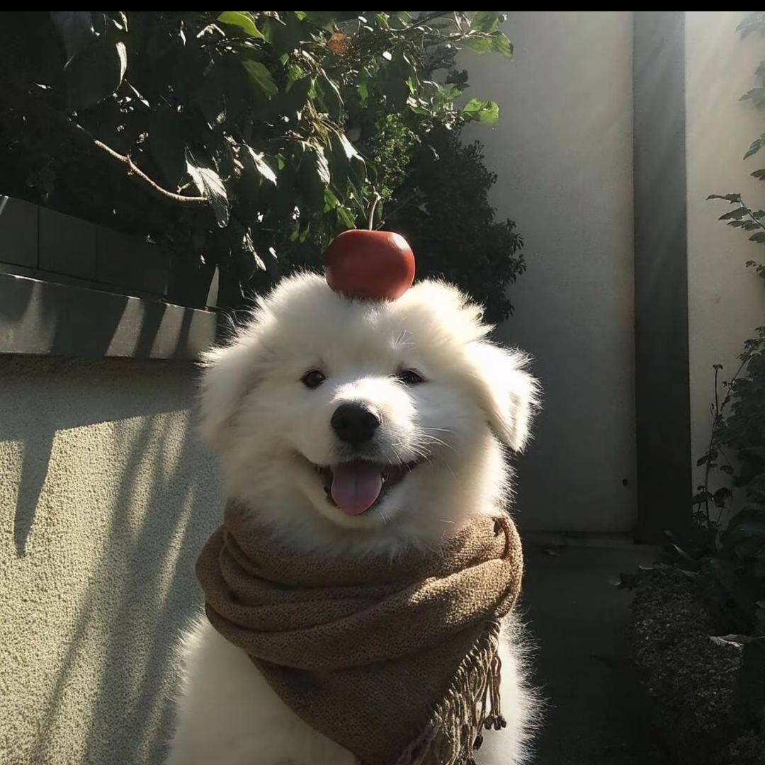 鸡爪主理人 （看主页）