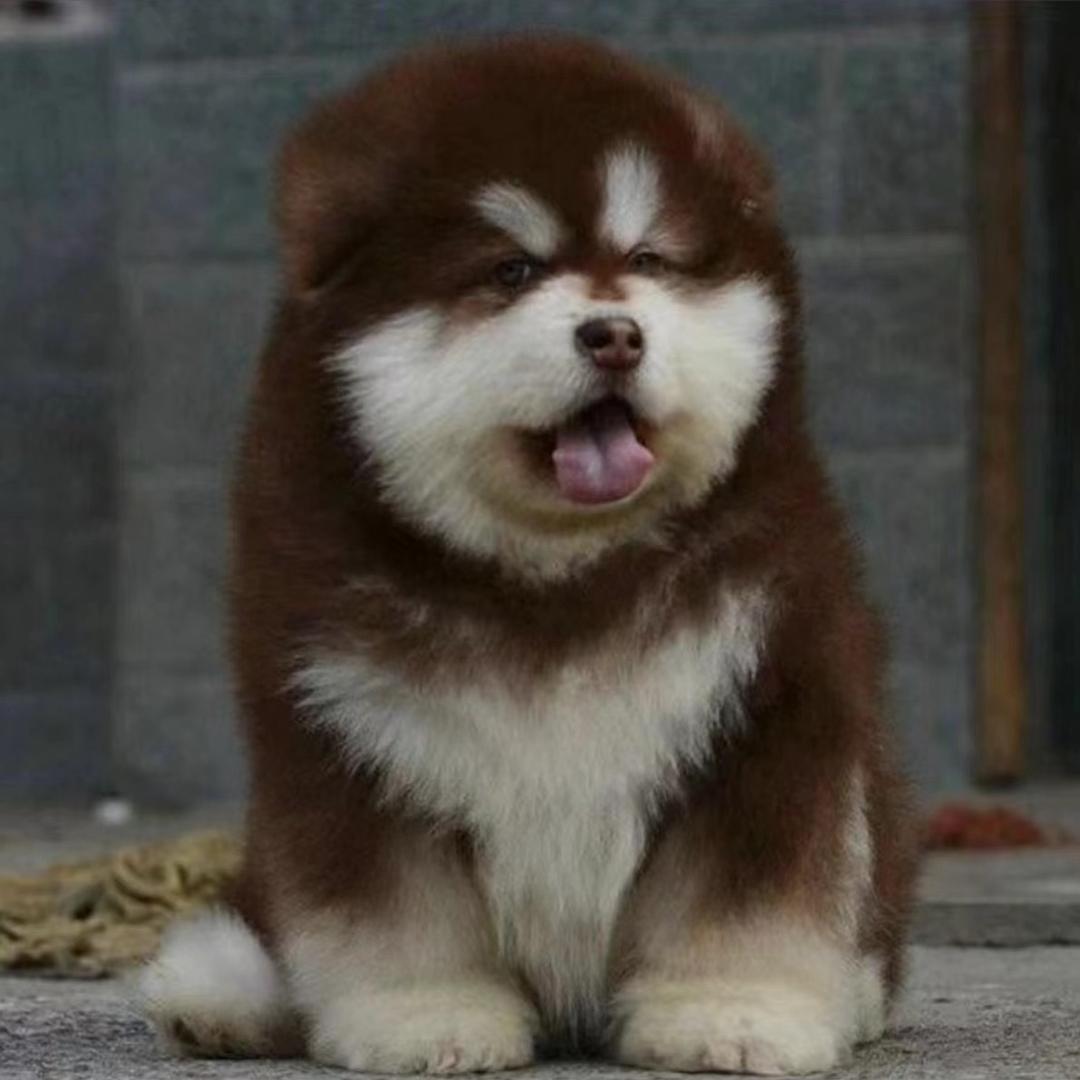 小月色