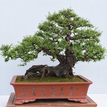品松阁盆景园林