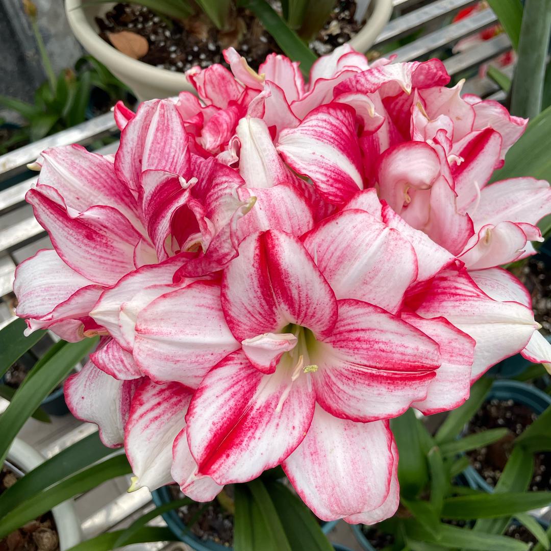 花花花🌸🌸