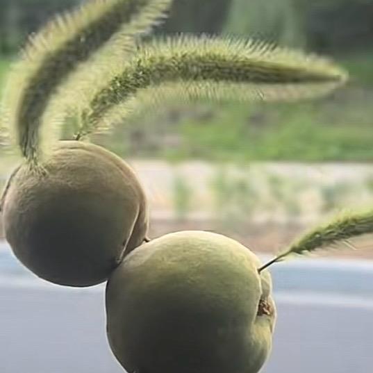 快乐的尾巴草