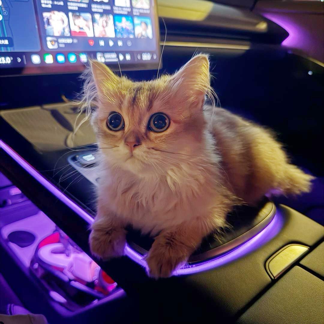 金渐层黄哈哈(只说大实话版)