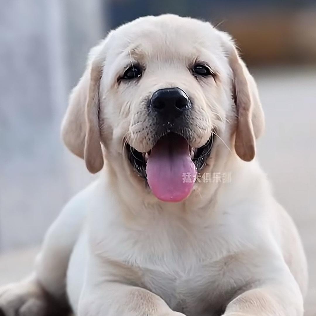 🕊宠爱有家ℒℴѵℯ·¹³¹⁴ృ༊