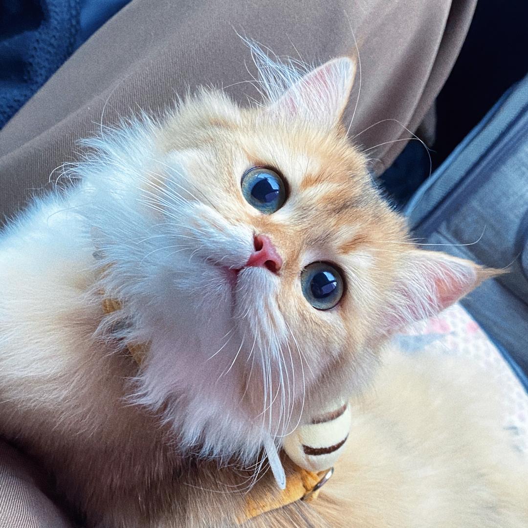 爱吃欧包喵喵喵🥖