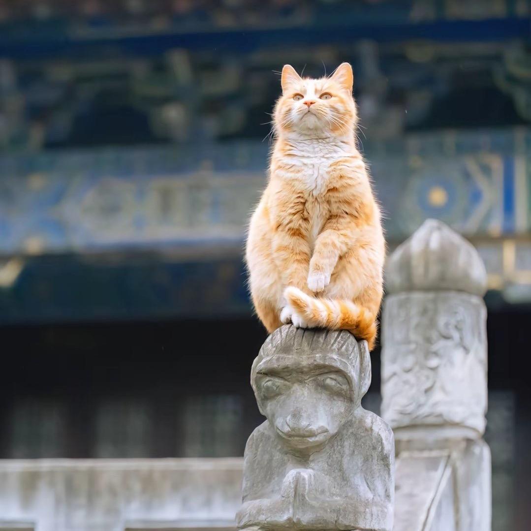 我想要两颗西柚.