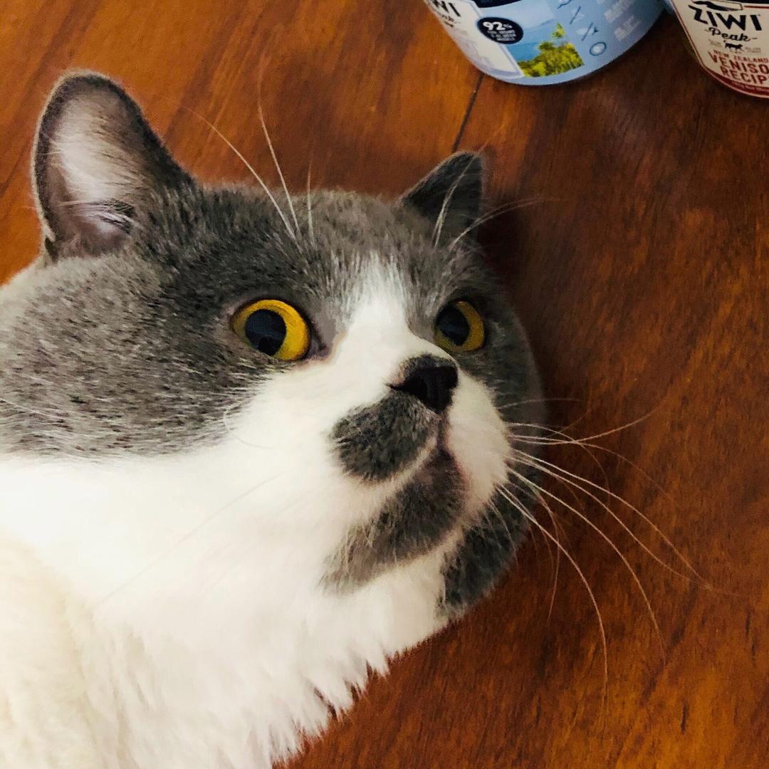 汤圆喵呜就是一口