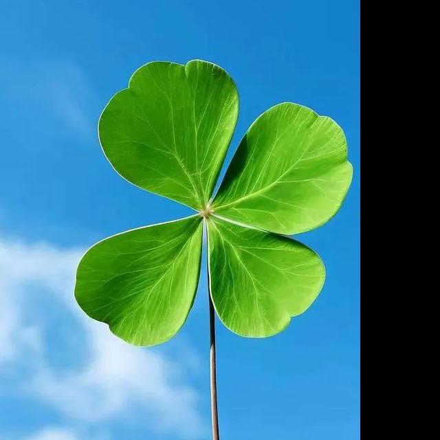 🍀暖心打底(工厂店）