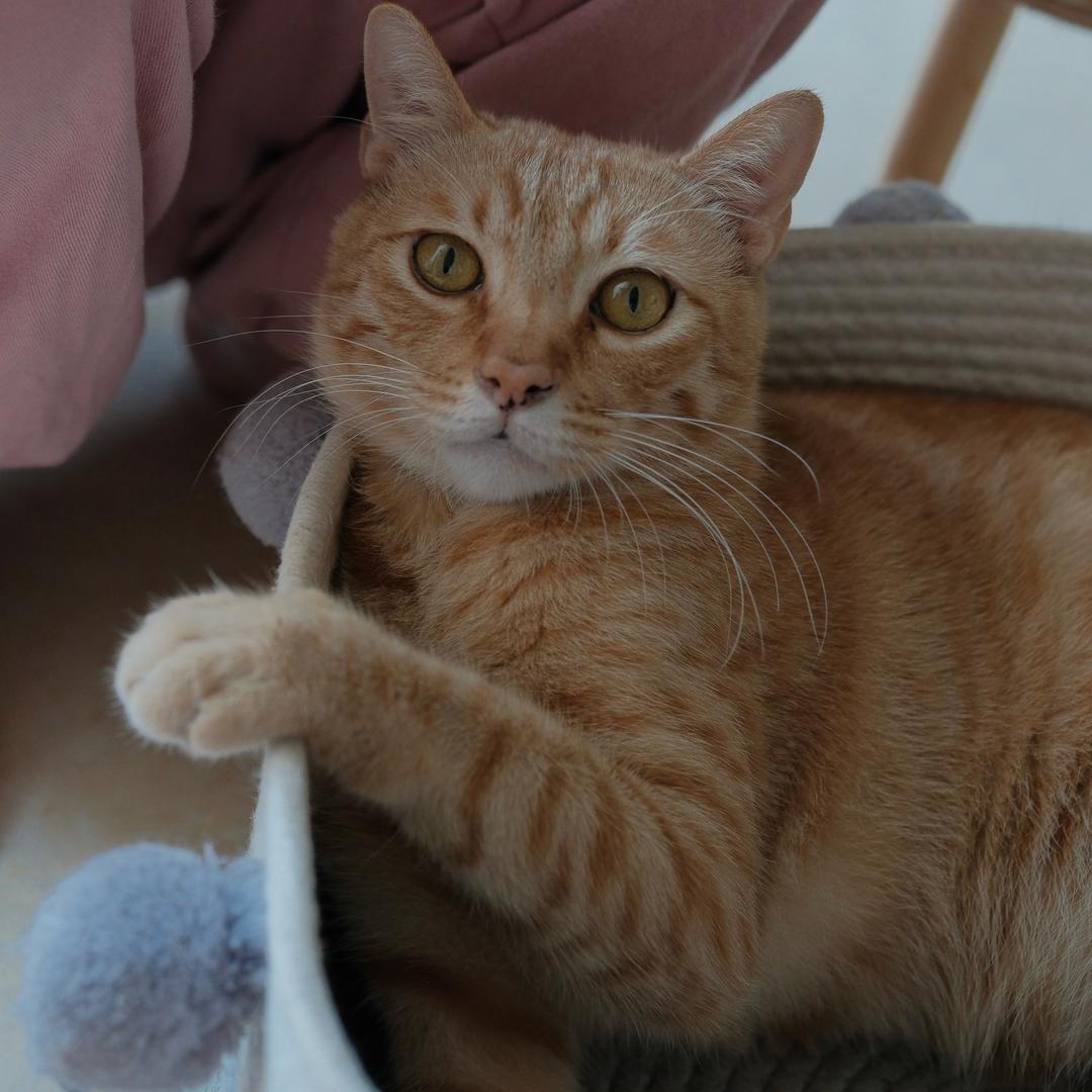 步步高是只猫