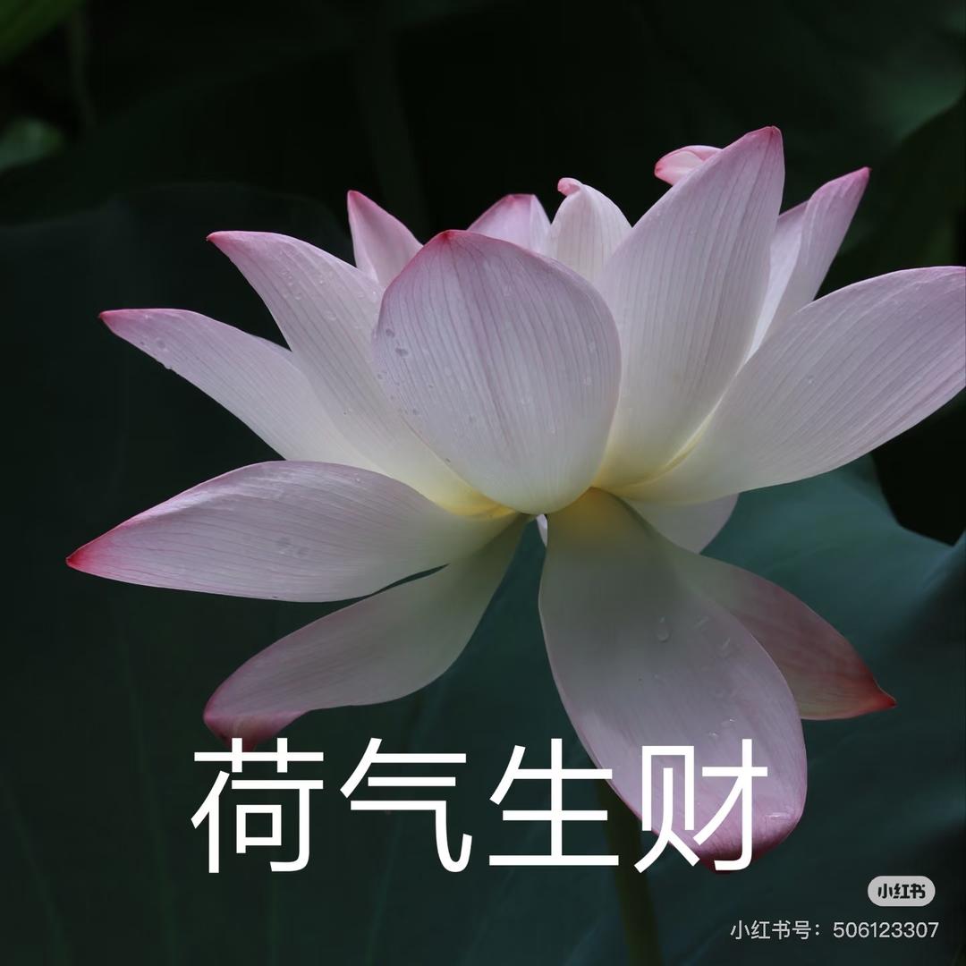 网友曼