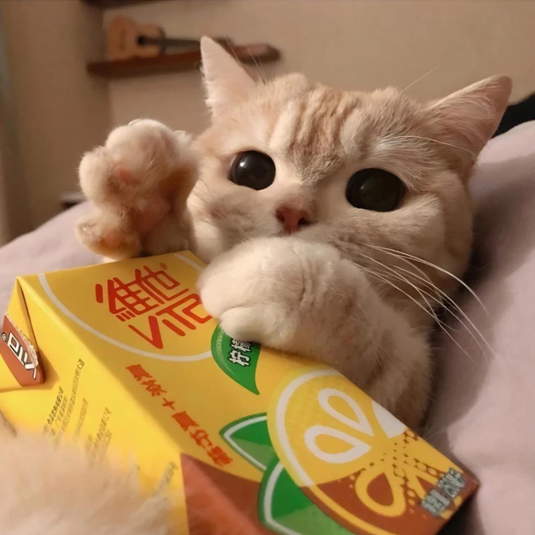 鈊鍩🐰ྀི