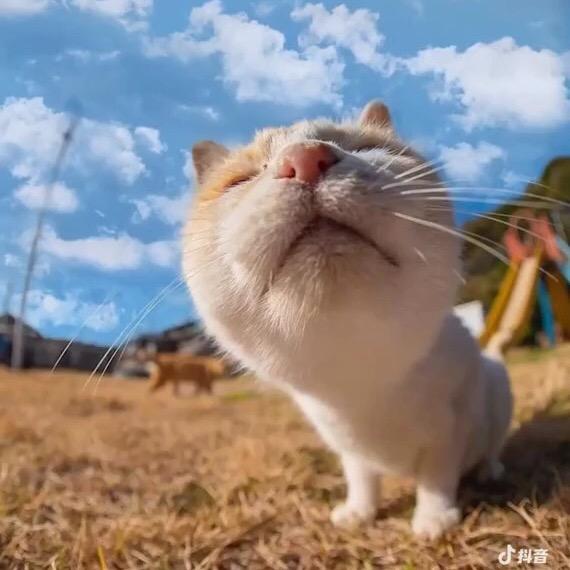 Bo、