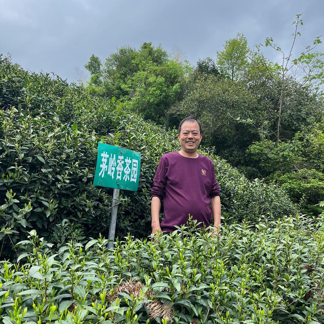 霍山茅岭香茶叶专业合作社