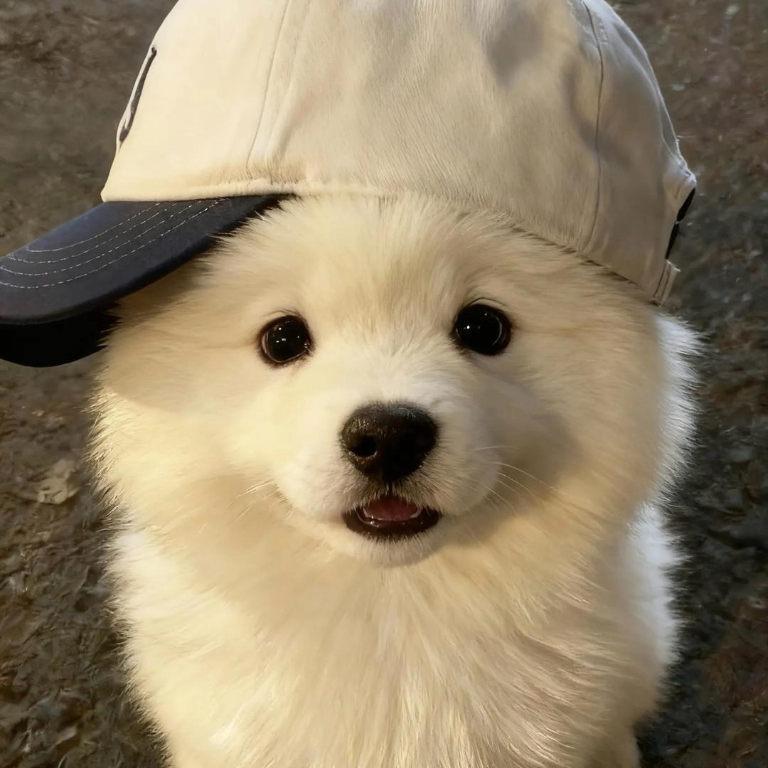 加菲.