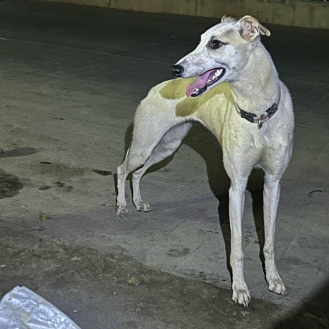 甘肃定西辉煌犬舍