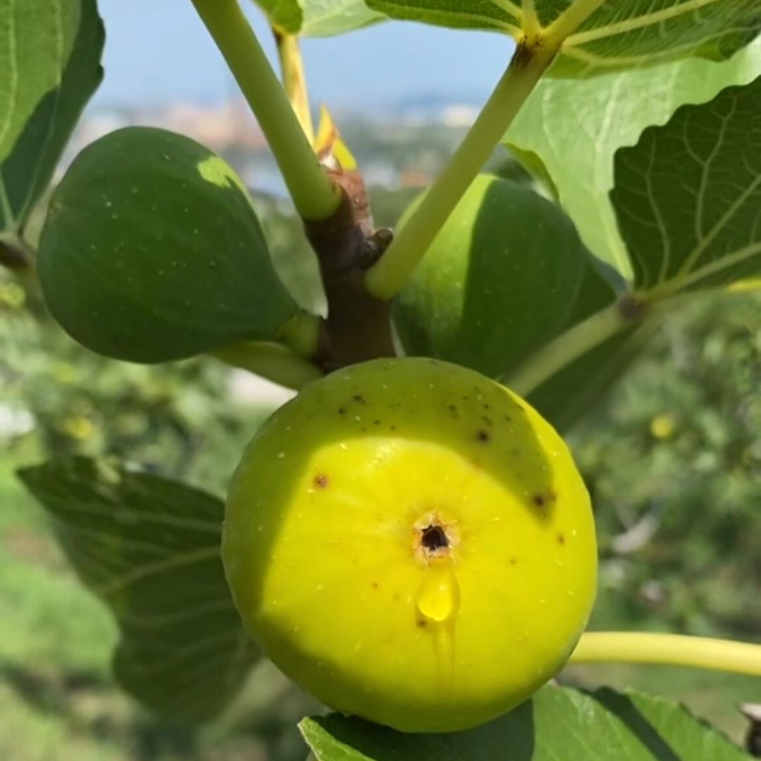 月朗威海青皮无花果之家