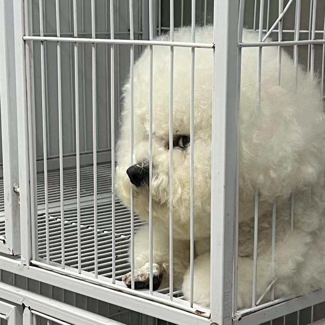 喜宝是个嘤嘤怪