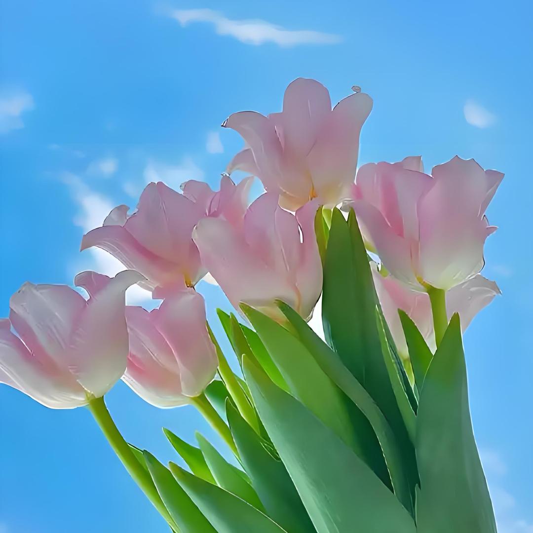 🌸🌸🌸