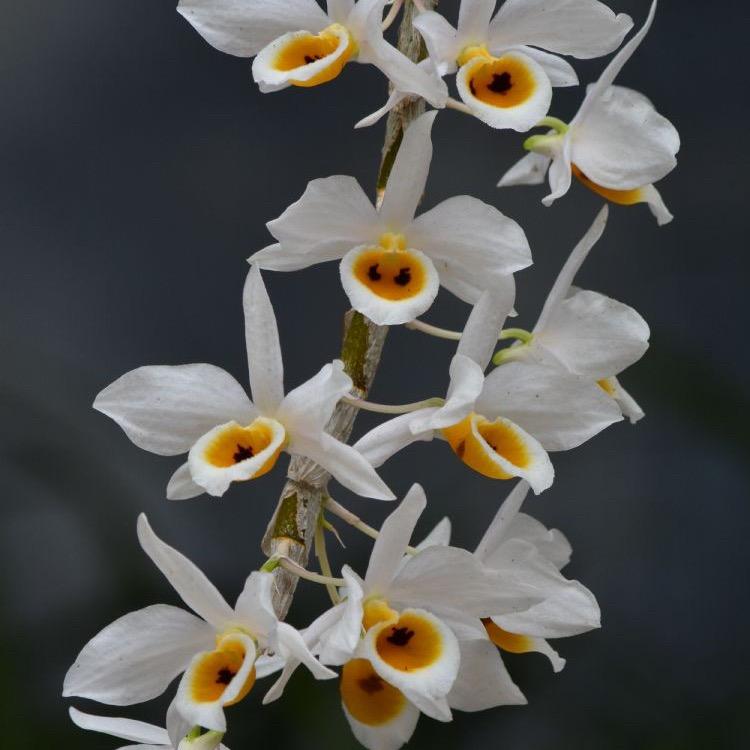 小丽花艺
