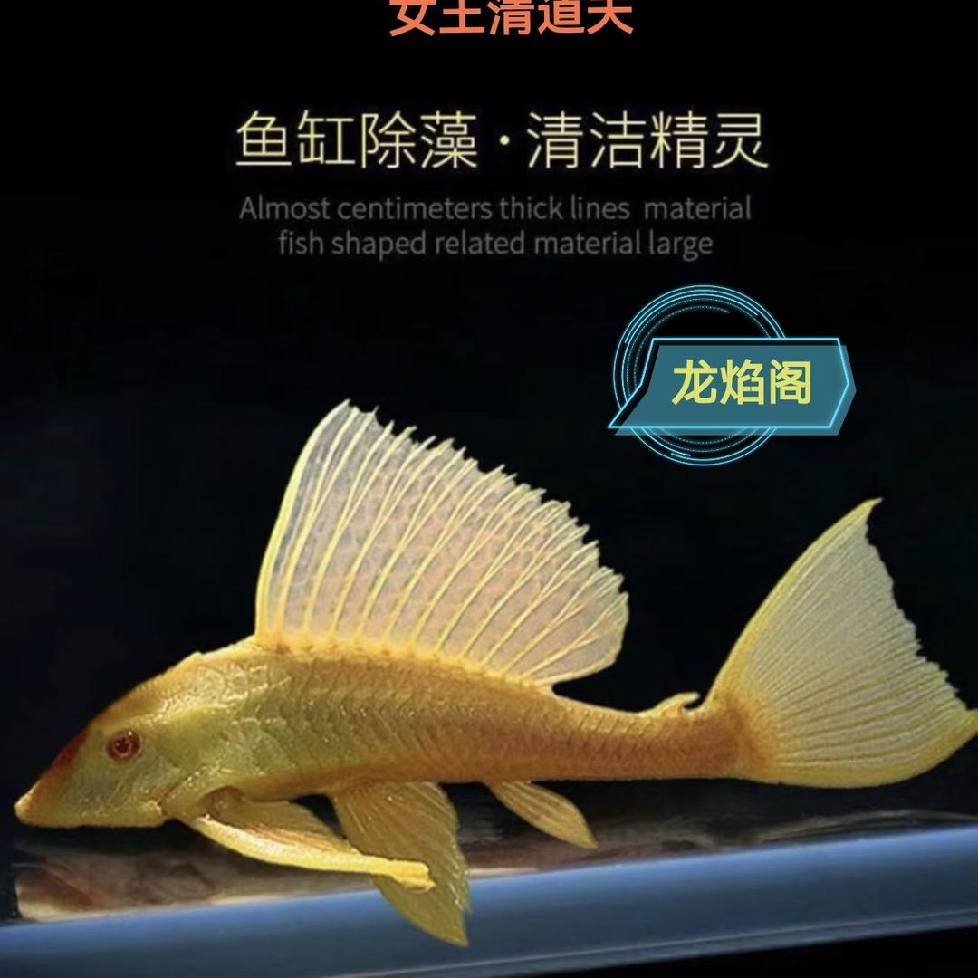 龙焰水族馆