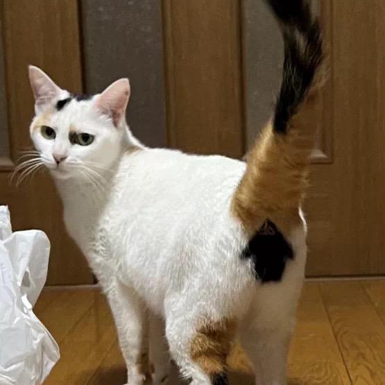 夫安锅锅