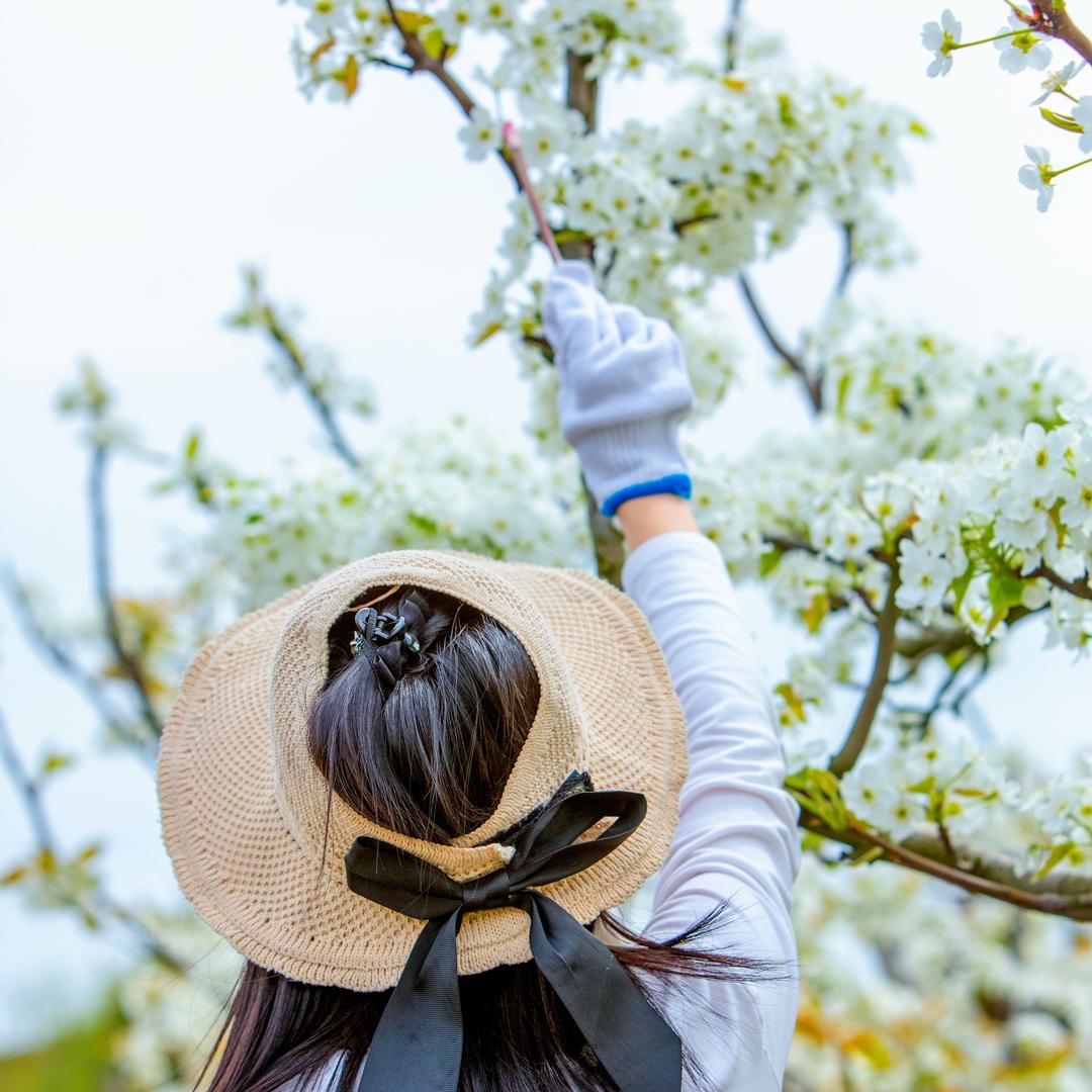 甘露金水绿色梨园