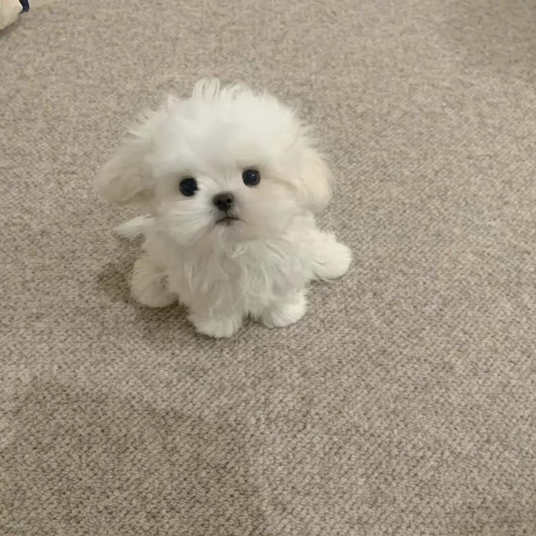 新小万小游戏