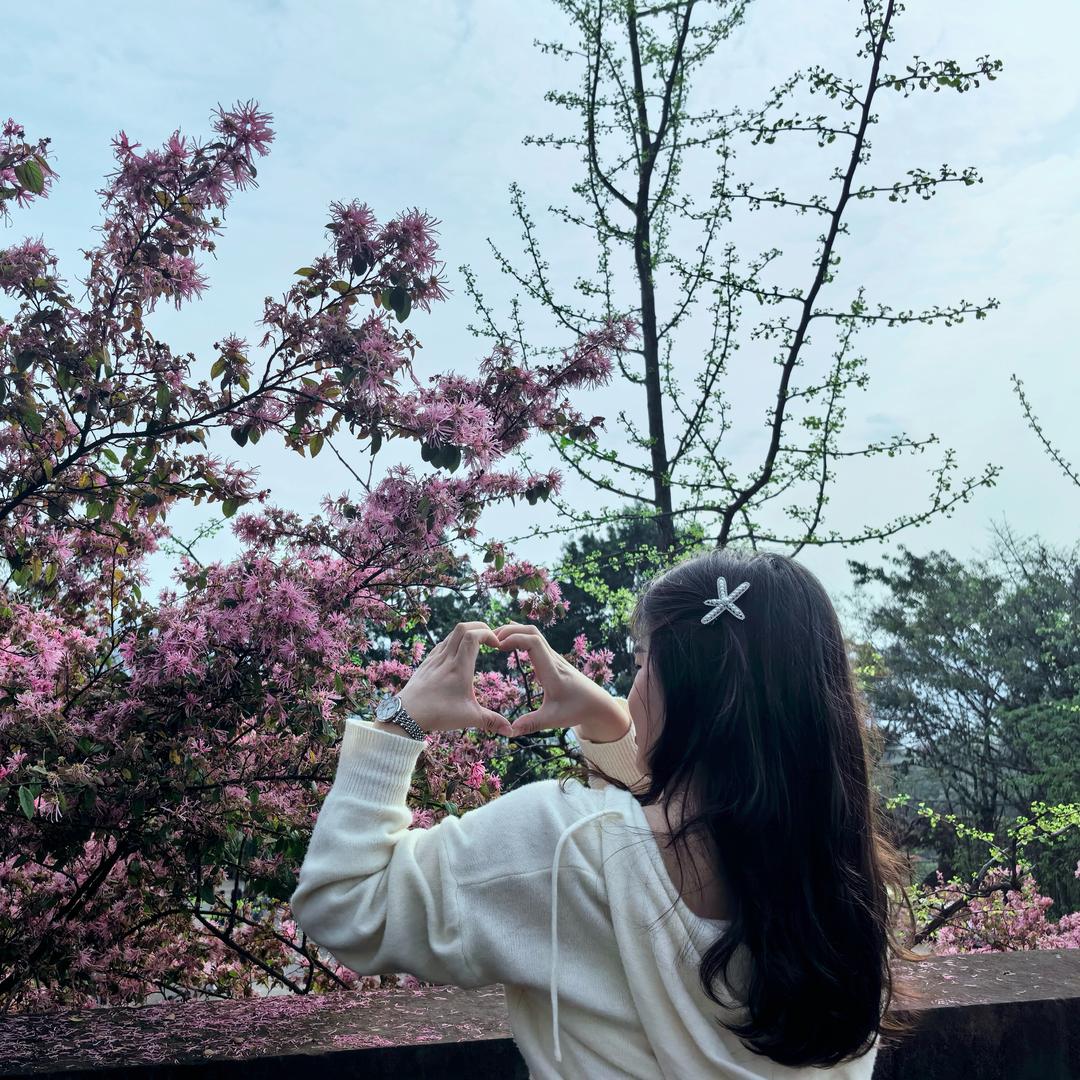 山茶花